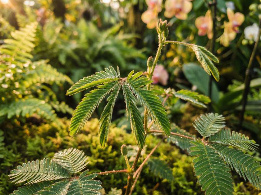 海角网含羞草视频
